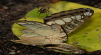 cobweb spider steatoda triangulosa ua butterfly house 0865 27aug19