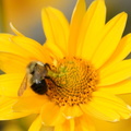 false_sunflower_heliopsis_helianthoides_ua_botanic_garden_0847_27aug19.jpg