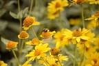 false sunflower heliopsis helianthoides ua botanic garden edmonton 0810 27aug19