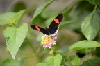 unknown butterfly ua botanic garden butterfly house edmonton 0871 27aug19