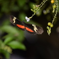unknown_butterfly_ua_botanic_garden_butterfly_house_edmonton_0873_27aug19.jpg