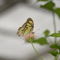 unknown_butterfly_ua_botanic_garden_butterfly_house_edmonton_0889_27aug19.jpg