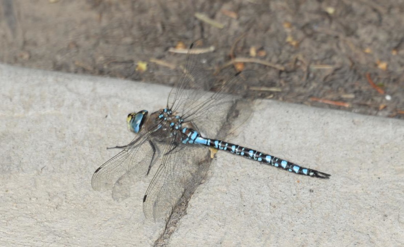 variable_darner_aeshna_interrupta_ua_botanic_garden_0855_27aug19.jpg