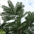 ailanthus altissima watkins glen 0292 21aug19