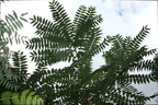 ailanthus altissima watkins glen 0292 21aug19