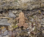 american toad anaxyrus americanus watkins glen 0266 21aug19zac