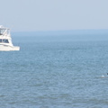 Boat&dolphin.jpg
