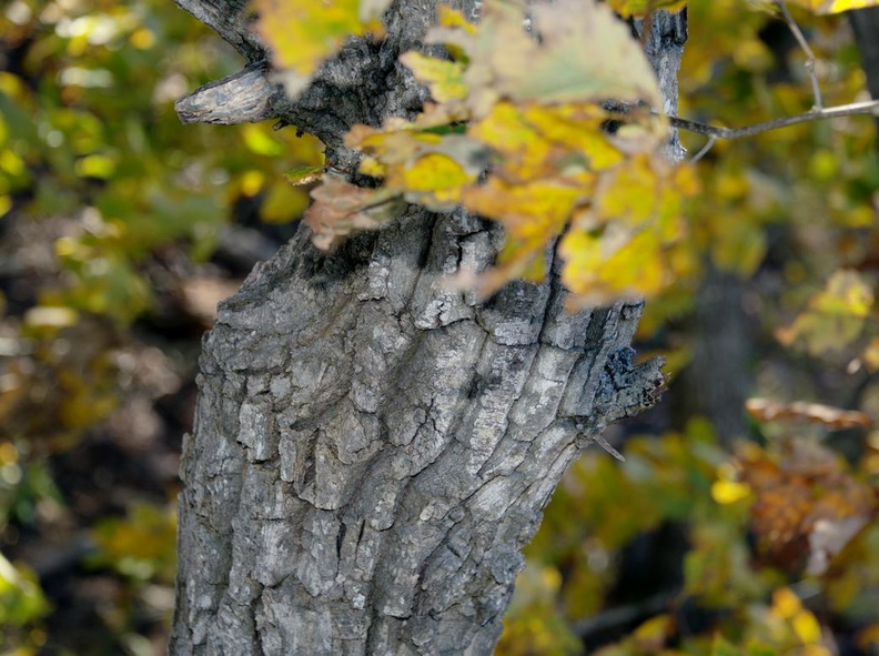 chinquapin oak quercus muehlenbergii andy guest park 6588 27oct19zac