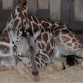 baby_giraffe_milwuakee_zoo_8137_27dec19.jpg