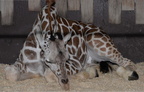 baby giraffe milwuakee zoo 8137 27dec19
