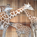 giraffes_milwuakee_zoo_8155_27dec19.jpg