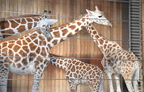 giraffes milwuakee zoo 8155 27dec19