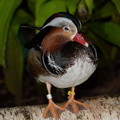 mandrian duck aix galericulata milwaukee zoo 8182 27dec19