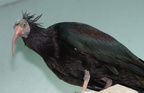 waldrapp ibis geronticus eremita milwaukee zoo 8199 27dec19