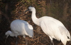 whooping crane grus americana milwaukee zoo 8210 27dec19