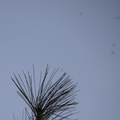 winter crane fly trichocera garretti farm 7972 21dec19