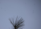 winter crane fly trichocera garretti farm 7972 21dec19