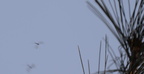 winter crane fly trichocera garretti farm 7973 21dec19