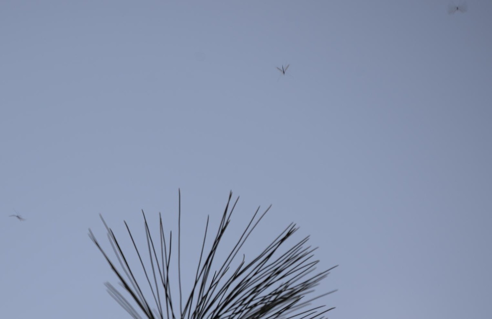 winter crane fly trichocera garretti farm 7975 21dec19b