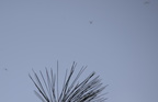winter crane fly trichocera garretti farm 7975 21dec19b