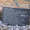 living stones 24dec15