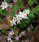 anemone anemone canadensis 17apr19zac