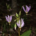 eastern shooting star dodecatheon meadia 17apr19zdc