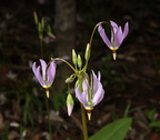 eastern shooting star dodecatheon meadia 17apr19zdc