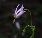 eastern shooting star dodecatheon meadia 17apr19zec