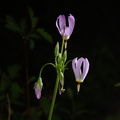 eastern shooting star dodecatheon meadia 17apr19zfc