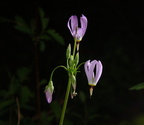 eastern shooting star dodecatheon meadia 17apr19zfc