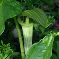 jack in the pulpit 17apr19zac