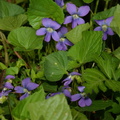 Blueviolet