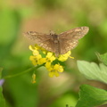 BrownButterfly