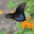 female_tiger_swallowtail_butterflyweed_8837_colvin_run_mill_14jul19.jpg