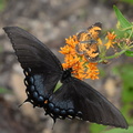 female tiger swallowtail pearl crescent butterflyweed 8882 colvin run mill 14jul19