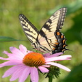 tiger swallowtail 8718 fairfax 9jul19