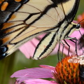 tiger swallowtail bumblebee 8766 fairfax 9jul19