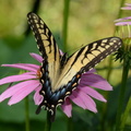 tiger swallowtail purple cone flower 8728 fairfax 9jul19