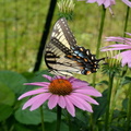 tiger_swallowtail_purple_cone_flower_8736_fairfax_9jul19.jpg