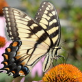 tiger swallowtail purple cone flower 8744 fairfax 9jul19