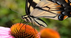 tiger swallowtail purple cone flower 8757 fairfax 9jul19