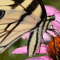 tiger_swallowtail_purple_cone_flower_8763_fairfax_9jul19.jpg