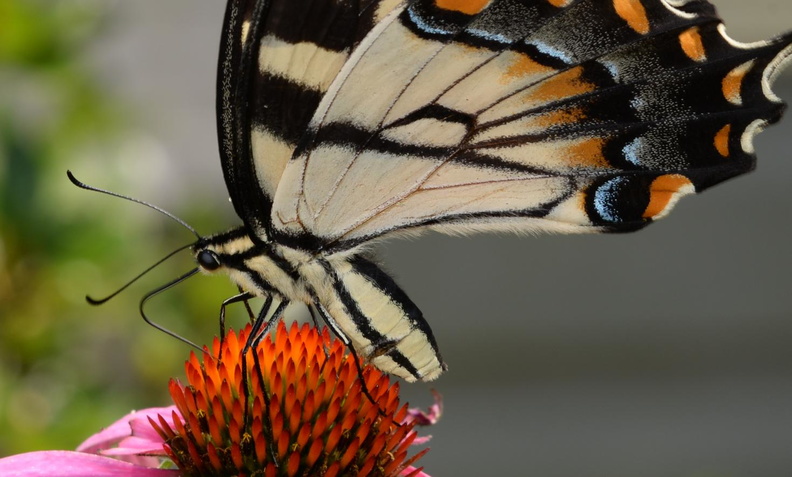 tiger swallowtail purple cone flower 8779 fairfax 9jul19