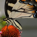 tiger swallowtail purple cone flower 8779 fairfax 9jul19