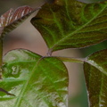 poison_ivy_toxicodendron_radicans_3854_cub_run_centreville_20apr19.jpg