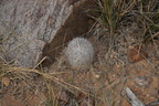 granite unknown cactus 2425 kartchner 21dec18