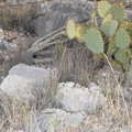 unknown cacti 2444 kartchner cavern 21dec18