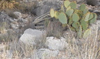 unknown cacti 2444 kartchner cavern 21dec18