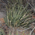 unknown cactus 2421 kartchner 21dec18